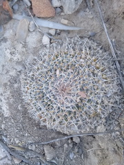 Mammillaria grusonii
