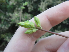 Ehrendorferia chrysantha