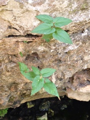 Endodeca serpentaria