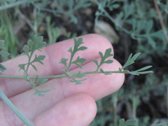 Ehrendorferia chrysantha