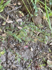 Acmispon parviflorus