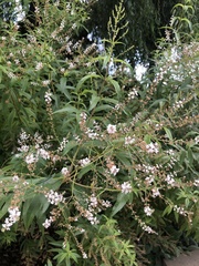 Aloysia citrodora