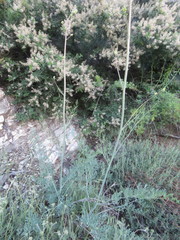 Ehrendorferia chrysantha