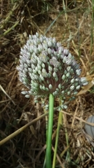 Allium ampeloprasum