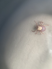 Dermacentor andersoni