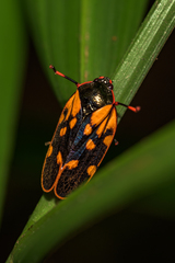 Mahanarva costaricensis