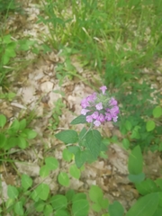 Clinopodium caucasicum