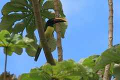 Pteroglossus viridis