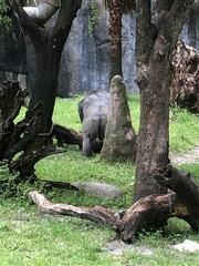 Gorilla gorilla