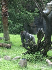 Gorilla gorilla