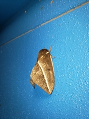 Automeris zephyria