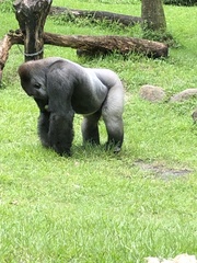 Gorilla gorilla
