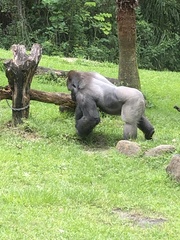 Gorilla gorilla