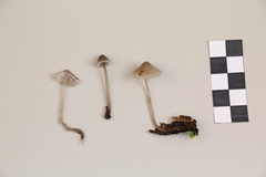 Mycena rubromarginata