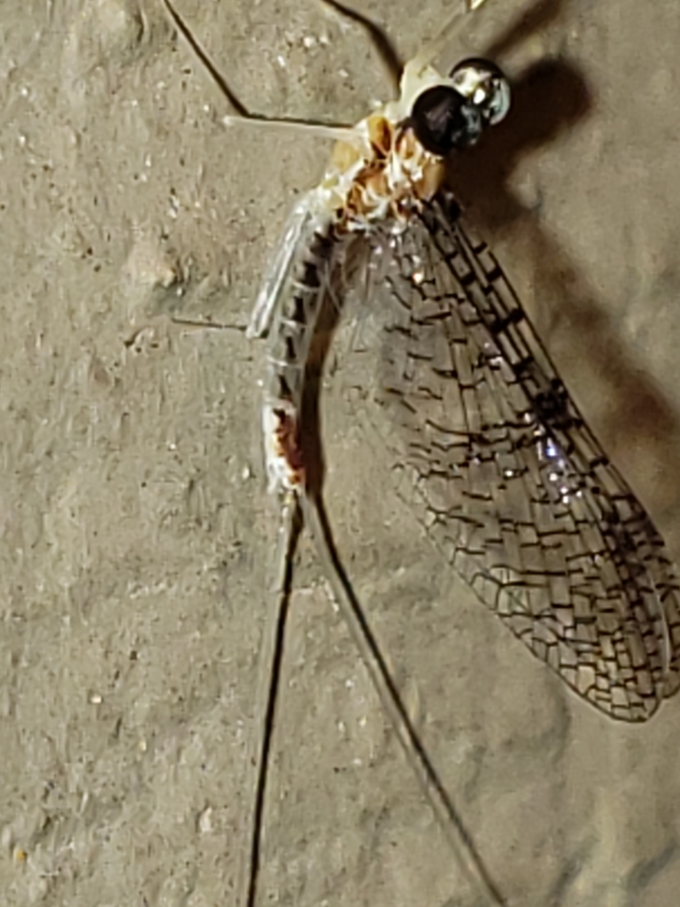 Leucrocuta minerva