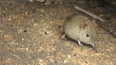 Elephantulus myurus