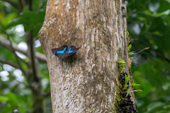 Archaeoprepona demophon