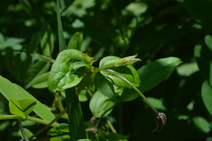 Clematis viticella