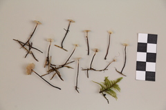 Paragymnopus perforans