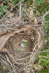 Cistothorus stellaris