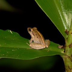 Craugastor fitzingeri