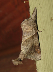 Clostera inclusa