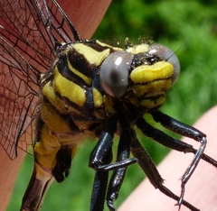 Gomphurus lineatifrons