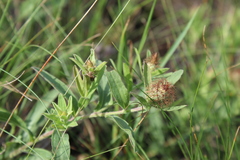 Centaurea trichocephala