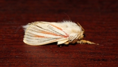 Grammodora nigrolineata