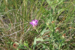 Centaurea trichocephala