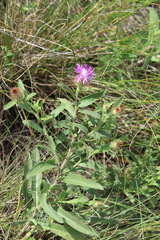 Centaurea trichocephala