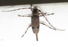 Graphisurus despectus