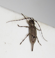 Graphisurus despectus