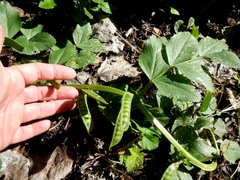 Vicia narbonensis
