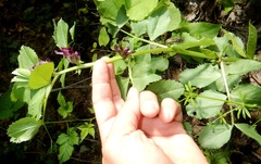 Vicia narbonensis