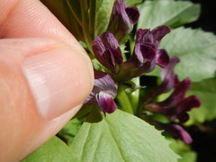 Vicia narbonensis