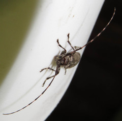 Graphisurus despectus