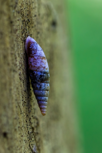 Plaited Door-snail, Helsinki, Kannelmäki, Suomi, photo 8 of 10