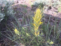 Castilleja flava flava