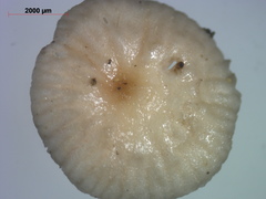 Paragymnopus perforans