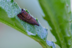 Dichrorampha plumbana