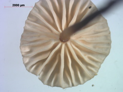 Paragymnopus perforans