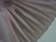 Mycena rubromarginata