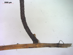 Paragymnopus perforans