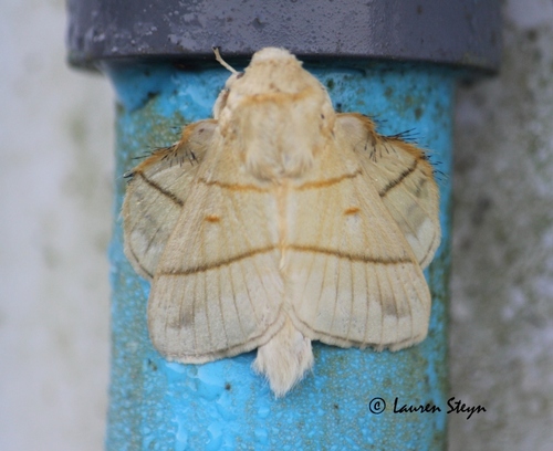 Lemon Lappet