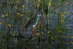 Porphyrio flavirostris