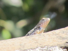Sceloporus horridus