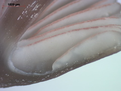 Mycena rubromarginata