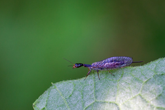 Xanthostigma xanthostigma