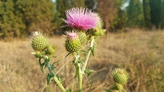 Cirsium rhaphilepis